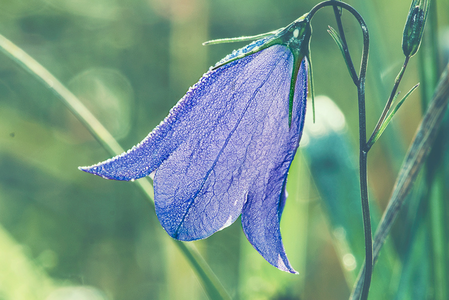 bell flower цветок, колокольчик