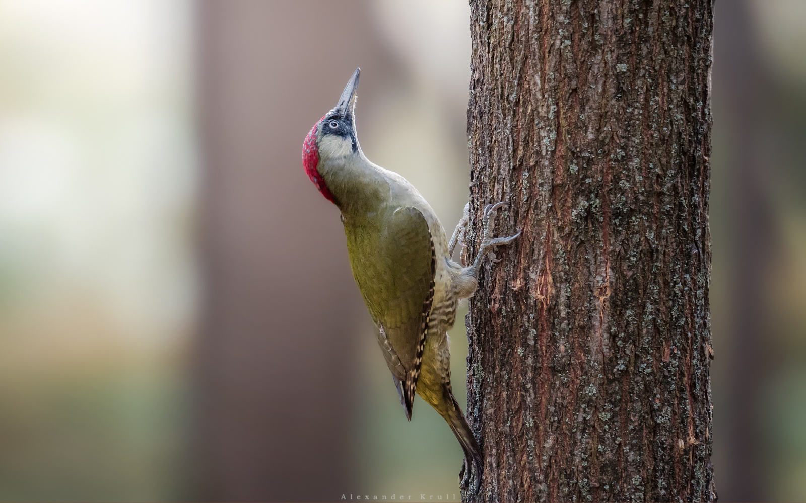 Удобная поза дятел зеленый picus viridis фотоохота