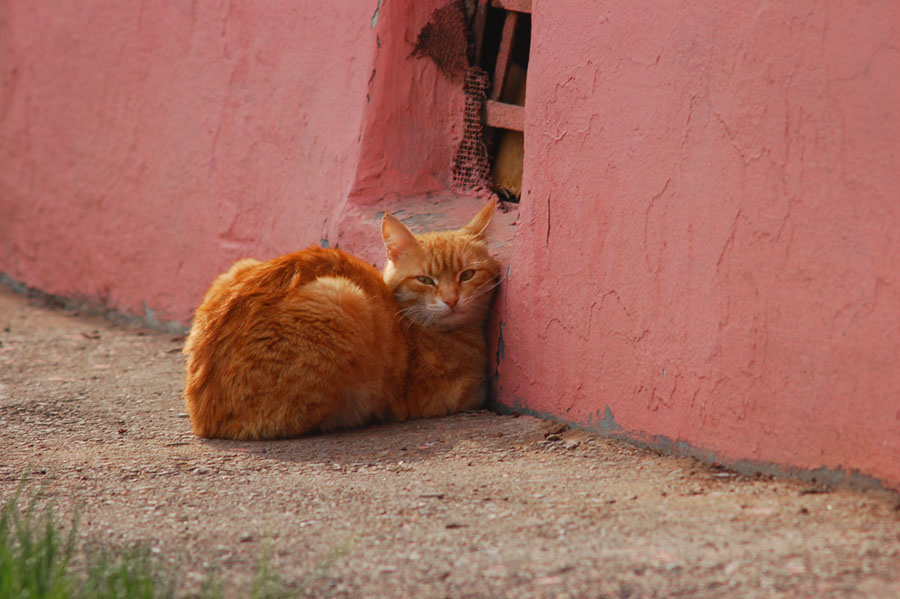 кыс-кыс-кыс кошка