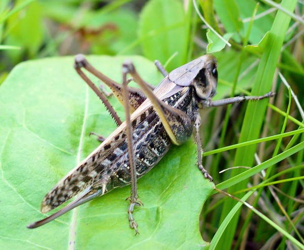 Кузнечик 