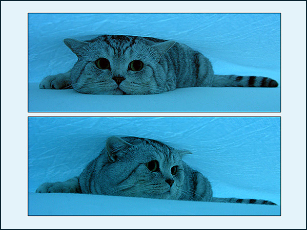 Ледяной кот кот и лед
