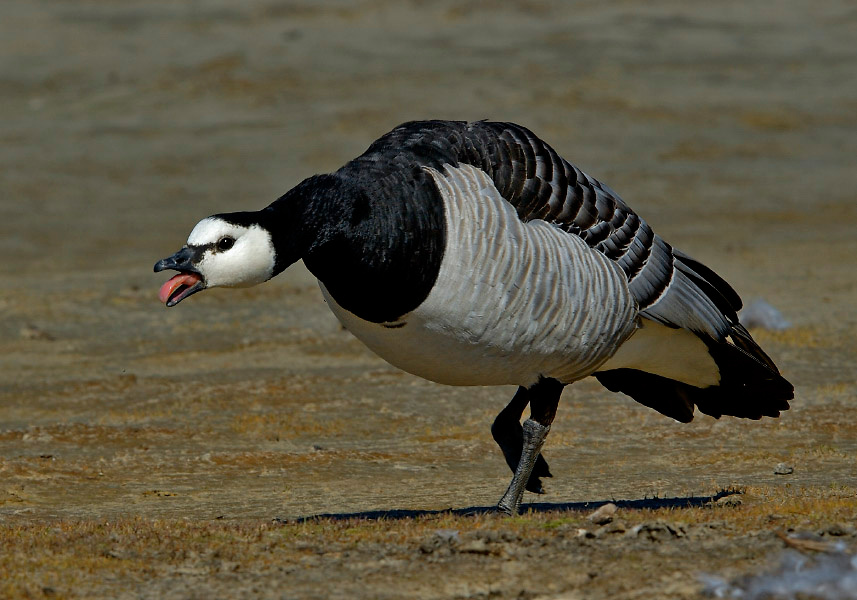 Дразнилка #2 Белощекая казарка, Branta leucopsis, Barnacle Goose, Tobseda, Barents Sea, Arctic