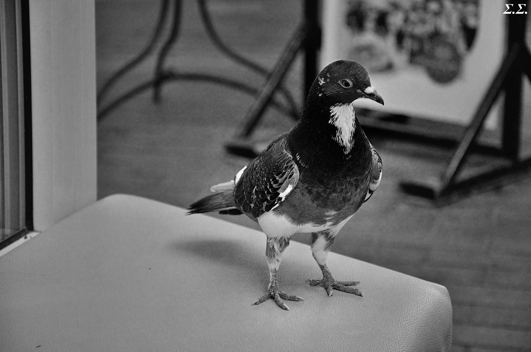 A BREAKFAST COMPANION 