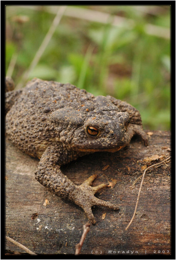 Портрет заколдованного принца жаба серая тварь бородавки bufo