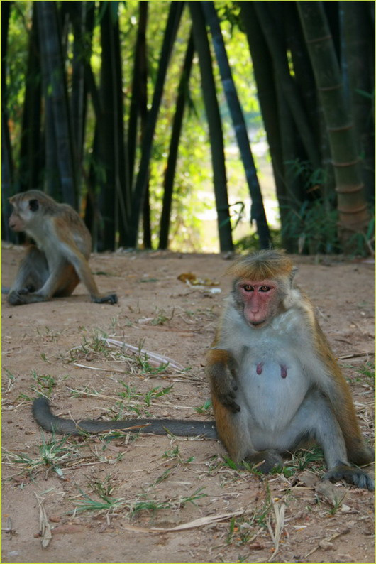 Monkey 