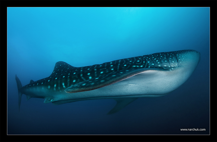 Sub maldives,wahle shark,shark,whale,blue,dive,deep,sea,submarine,sub,size