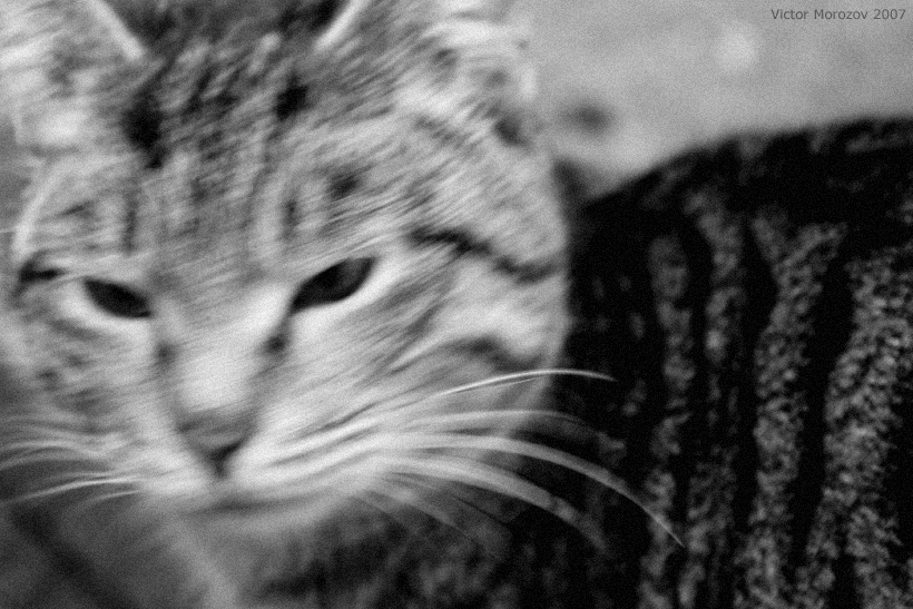 Psycho Cat коты