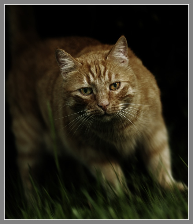 No mercy cat кот
