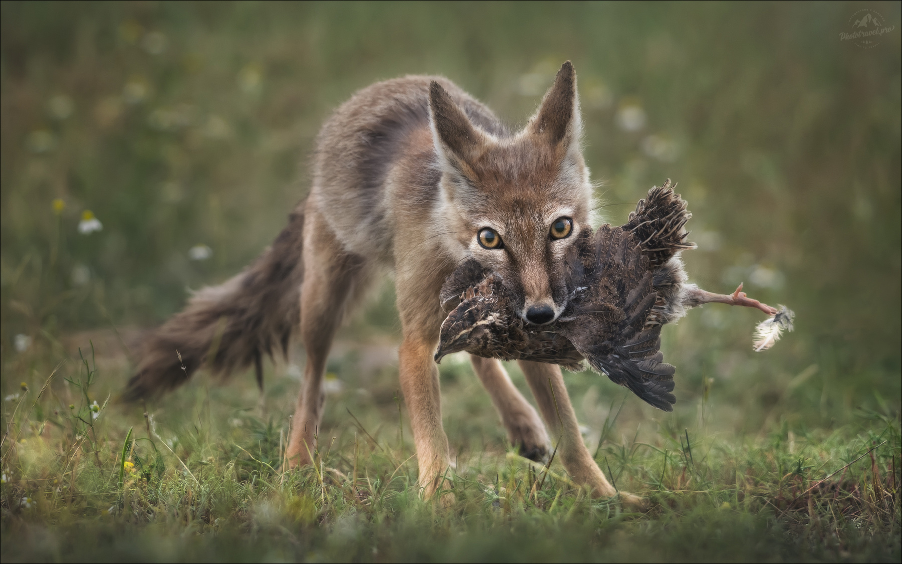 Кража со взломом корсак степная лиса vulpes corsac