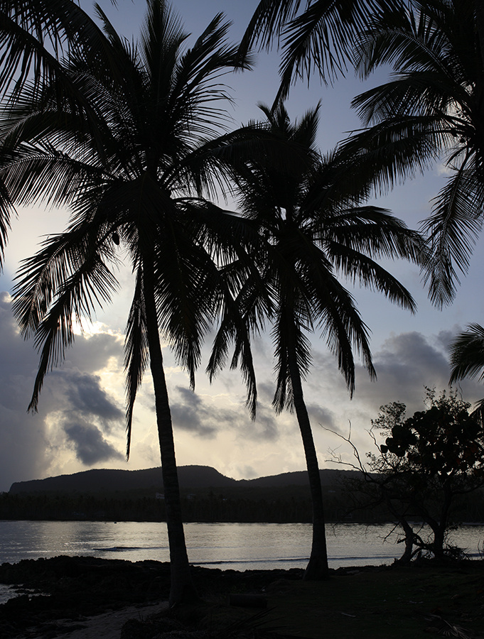 Tropical Paradise 