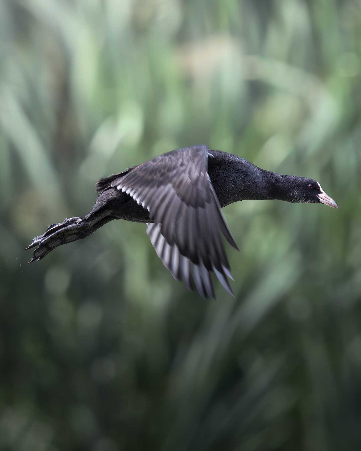 Лысуха (Fulica atra) 