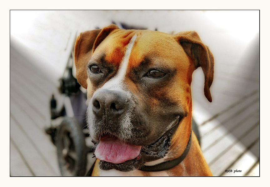 The DOG 