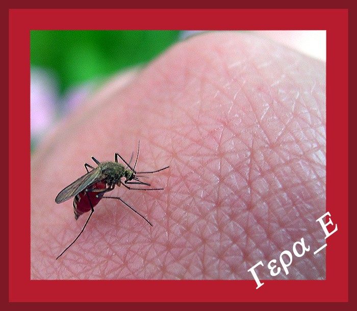 Мы с тобой одной крови - ты и я... комар, рука, лето