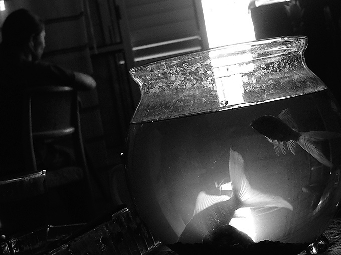 we just two lost souls swimming in the fish bowl wish you were here