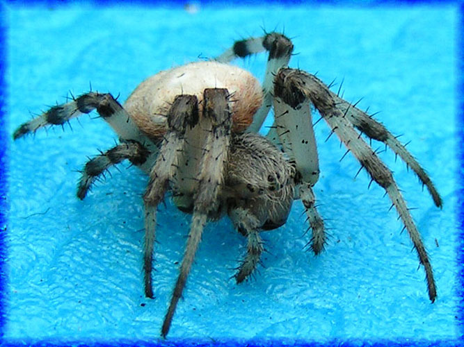 Чудовище :) макро, насекомое, паук