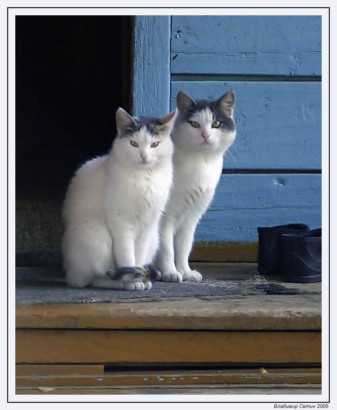 Dos Catos кошечки две