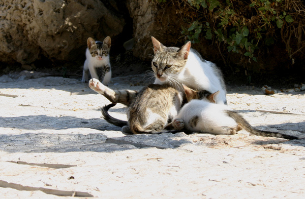 опять кошки и тени кошка кошки котята