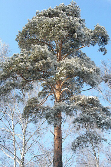 Сосна в снегу сосна зима