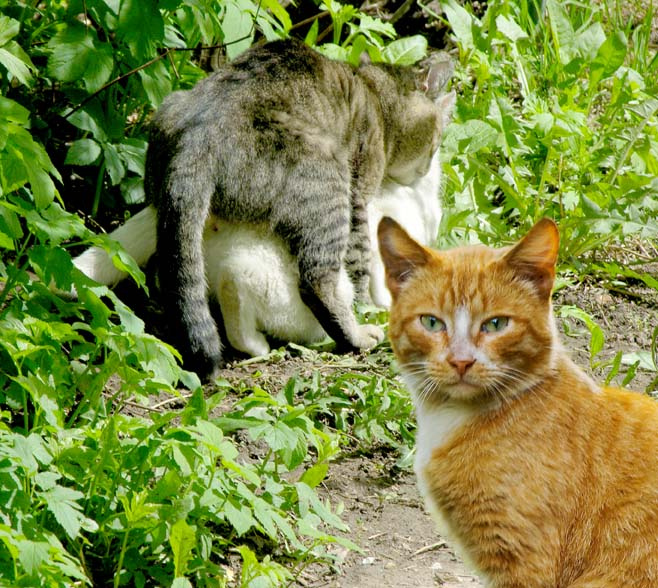 За мной будеш ... коты, весна, хорошо