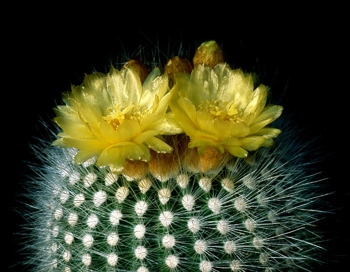 Parodia rudibuenekeri cactus cacti parodia