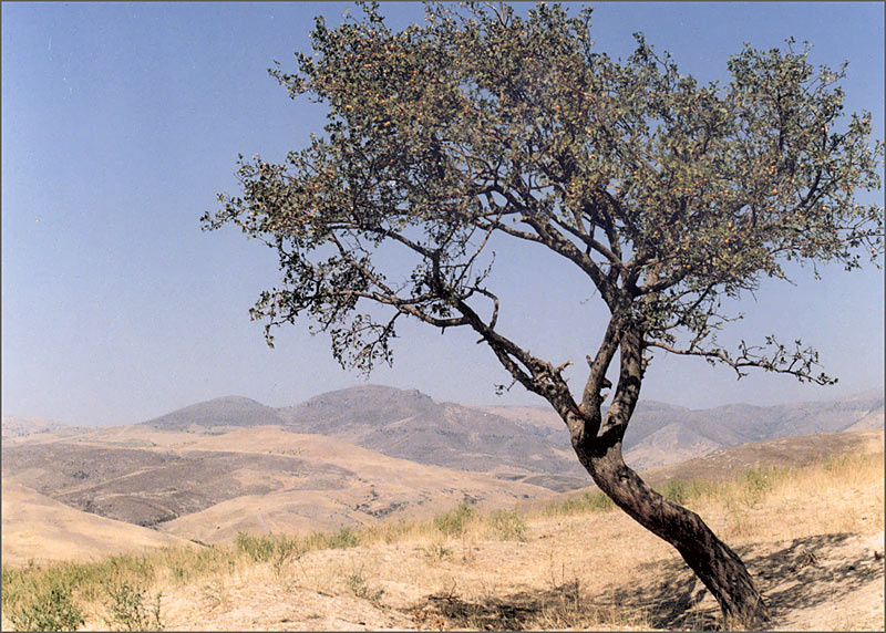 Tree дерево