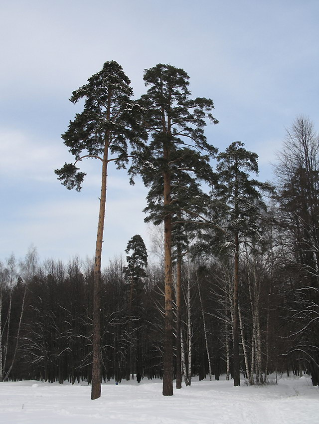 Зимний лес Зимний лес