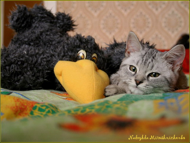 Жужа кошка