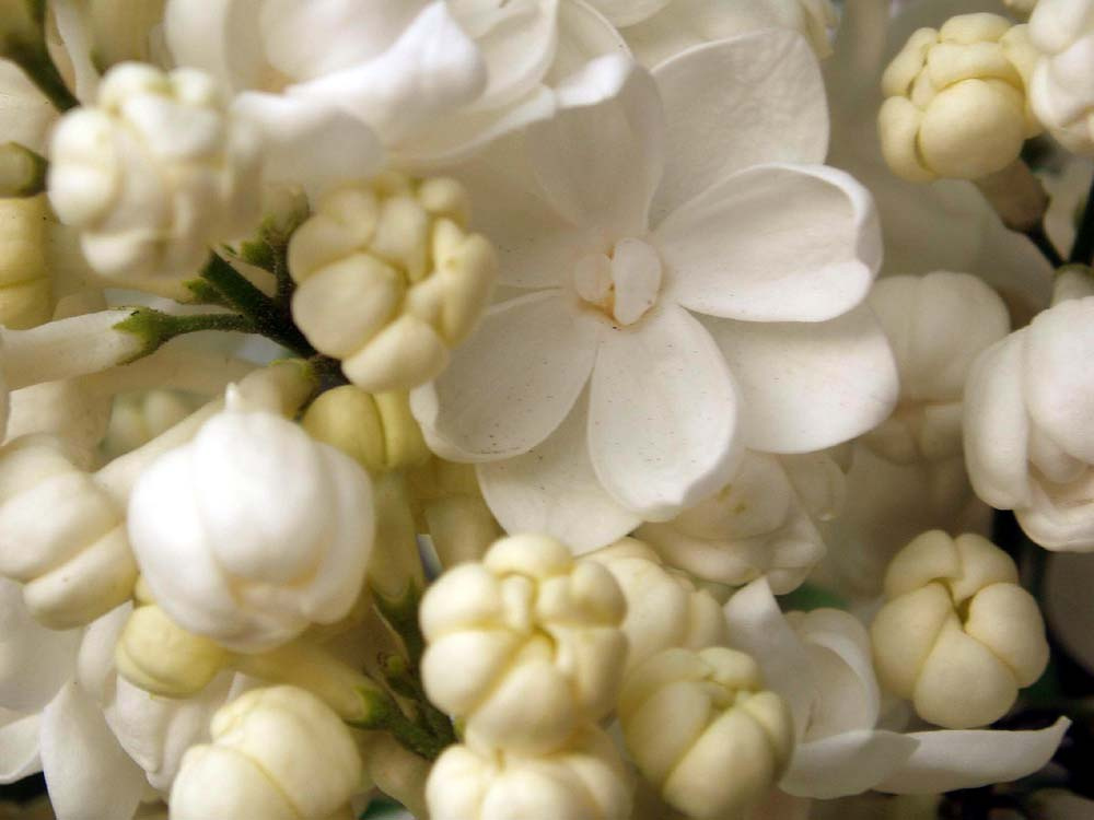 lilas lilas