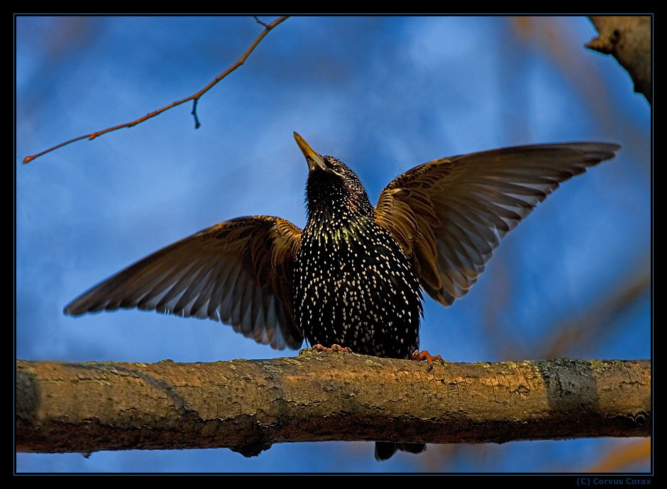 Петь и танцевать Скворец Sturnus vulgaris