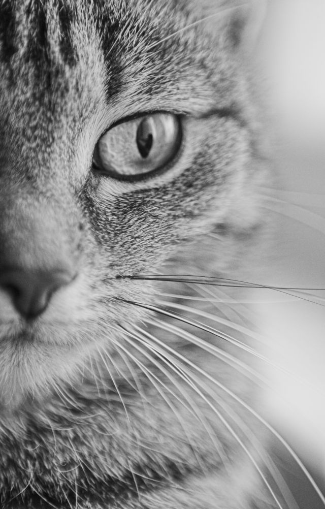 Портрет серьезной кошки кошка серьезная