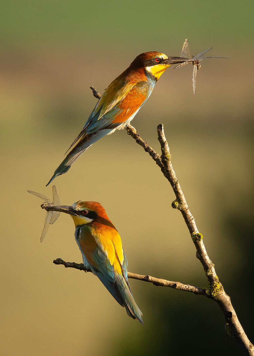 Bee-eater 