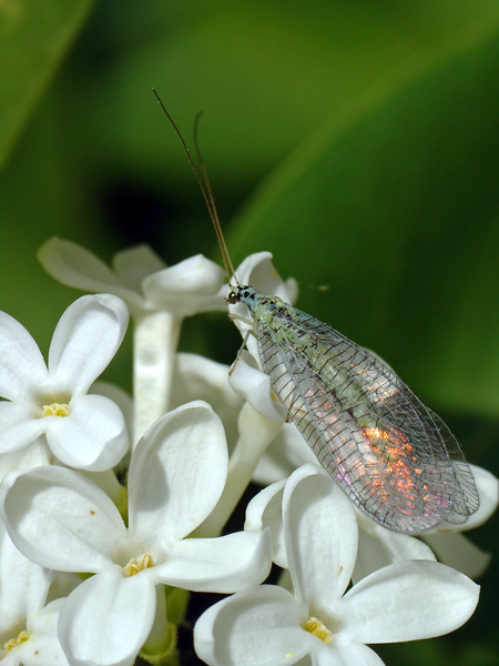Златоглазка на сирени Chrysopidae