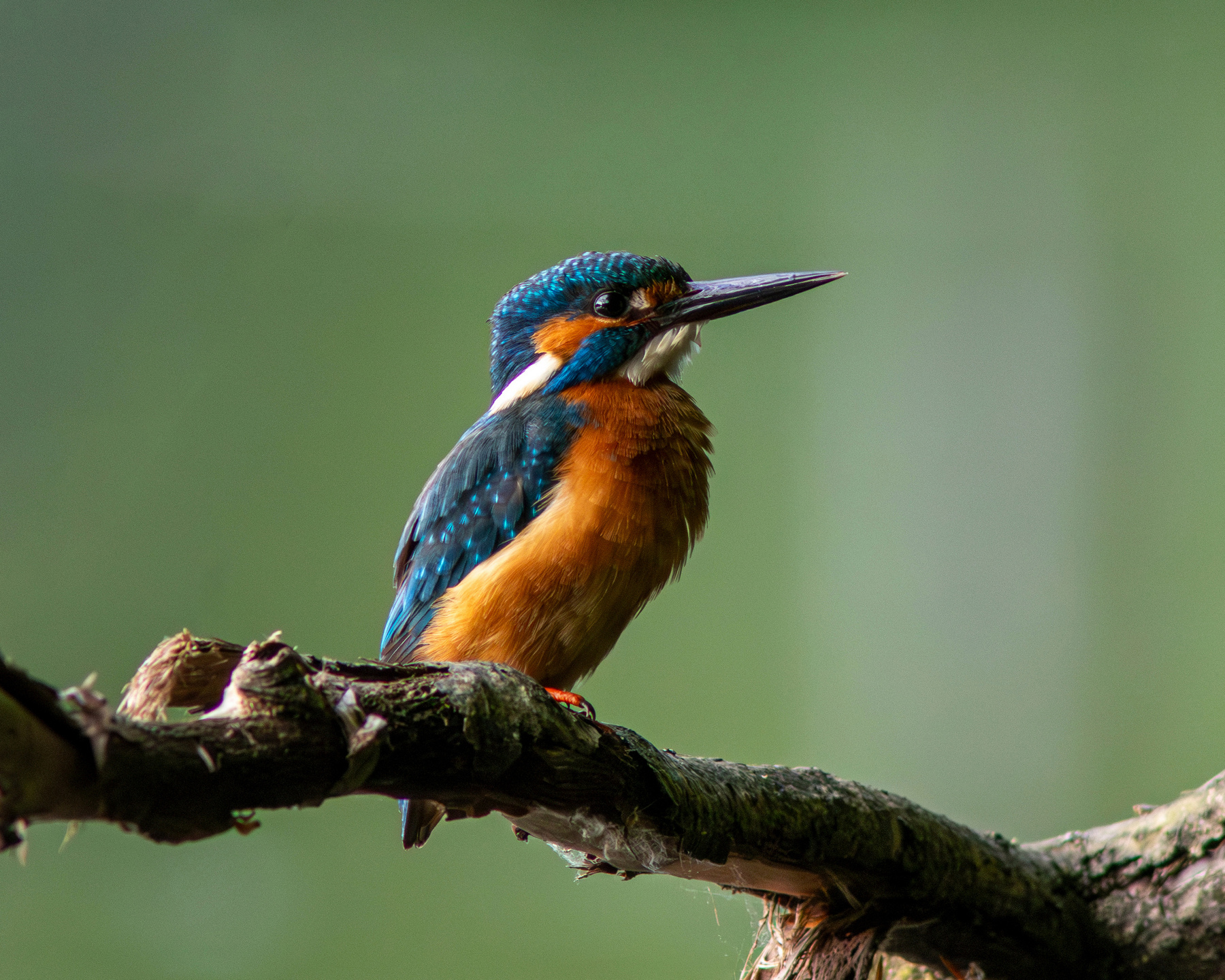 Доволен собой Обыкновенный зимородок Alcedo atthis Common kingfisher