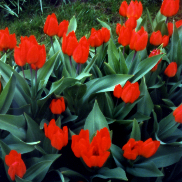 Tulips пинхол pinhole 6×6 тюльпаны