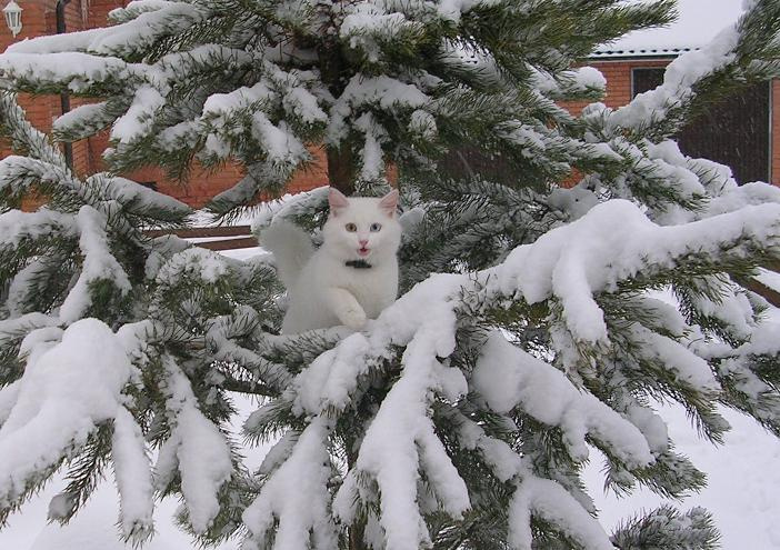 Кот Мороз Кот зима снег мороз