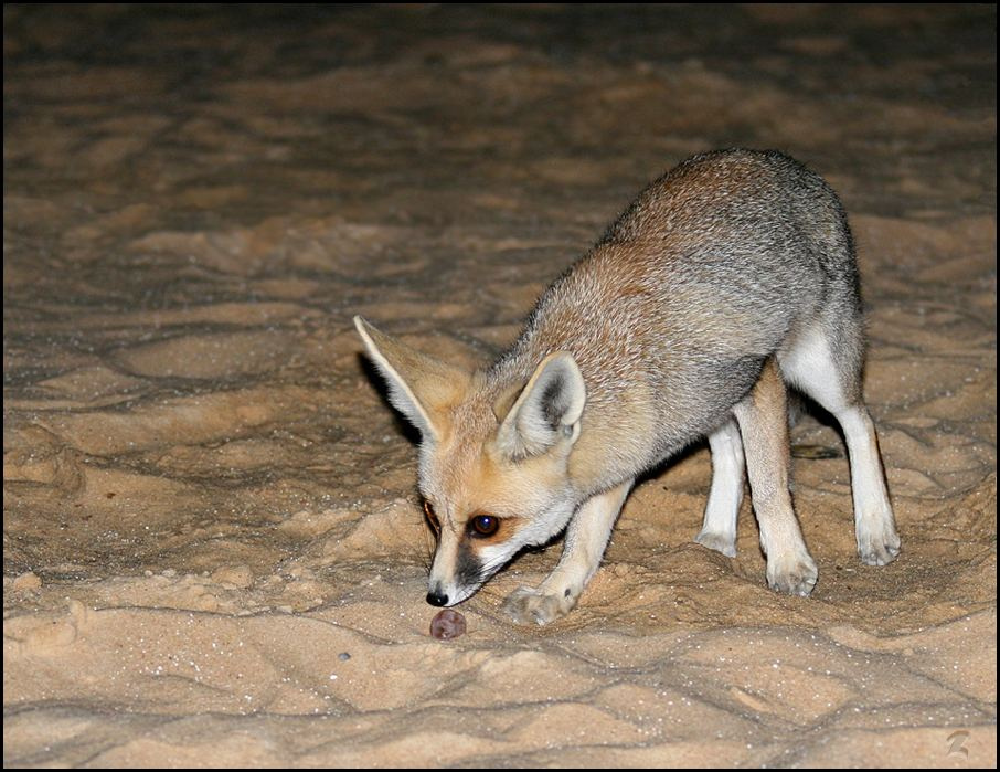 Ливийский десерт Лиса песчаная Сахара Ливийская Западная Пустыня Sahara Libyan Western Desert Fox Vulpes rueppelli