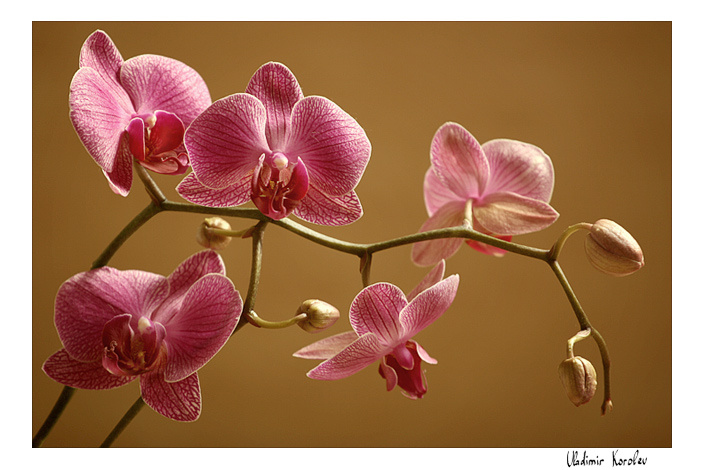 Orchids Орхидея цветок фаленопсис вульгарис