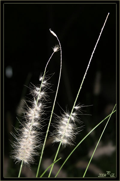 Twice macro nature