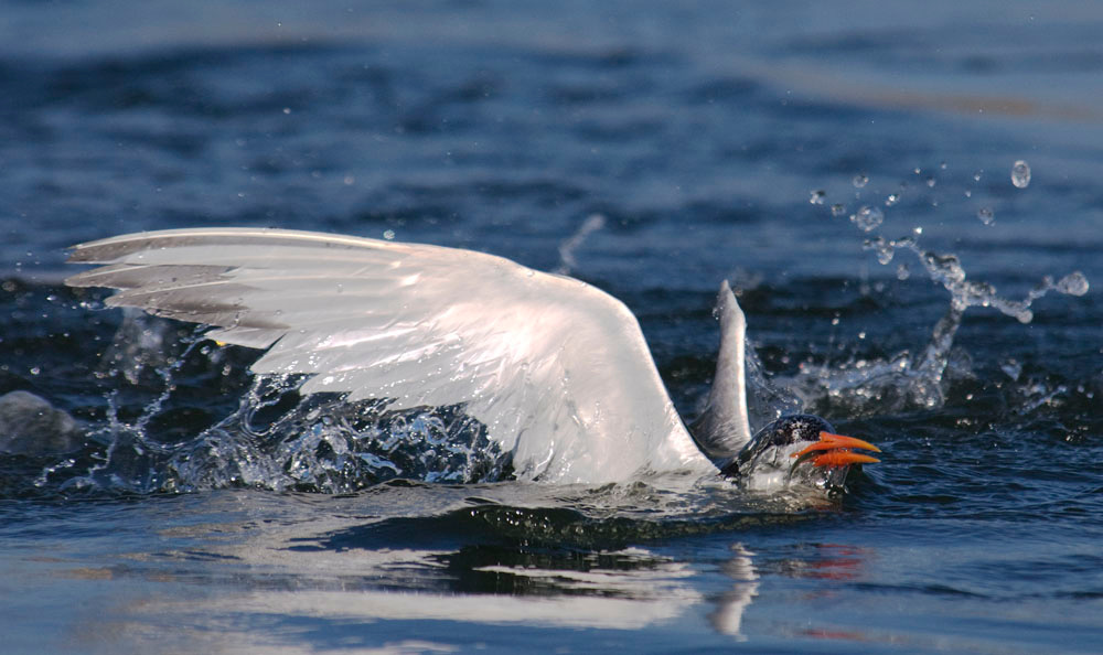 Fishing Tern 