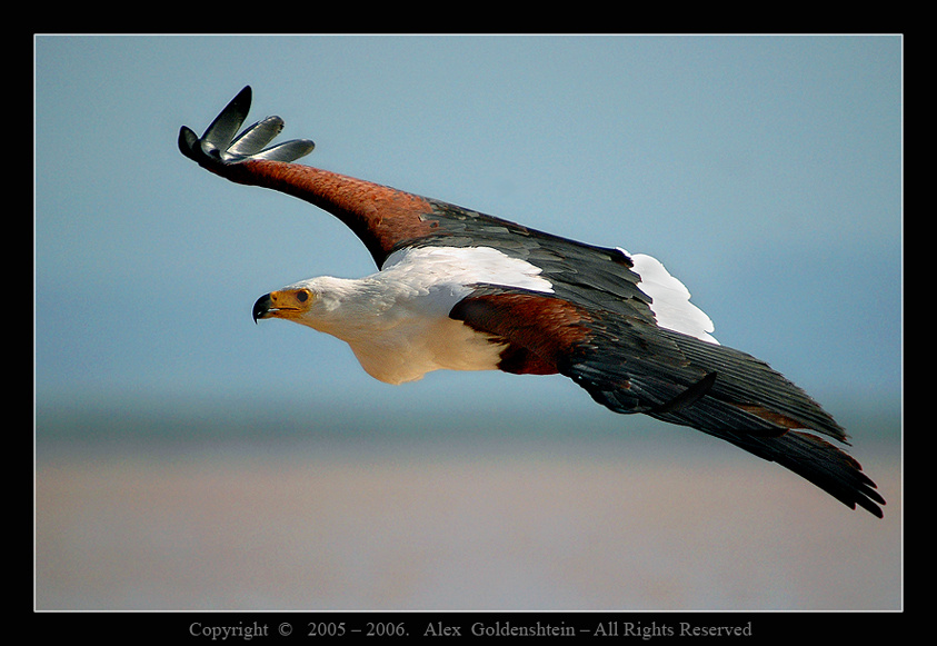 African Fish-Eagle Африка, Кения, озеро-Баринго, орлан-крикун, (Haliaeetus-vocifer)