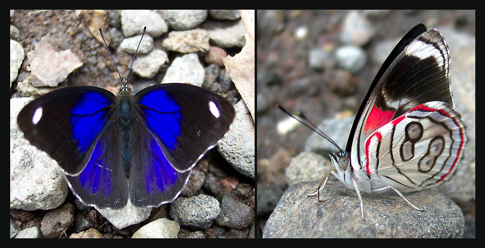 Синяя, ан не голубянка Mexican eighty-eight  Nymphalidae