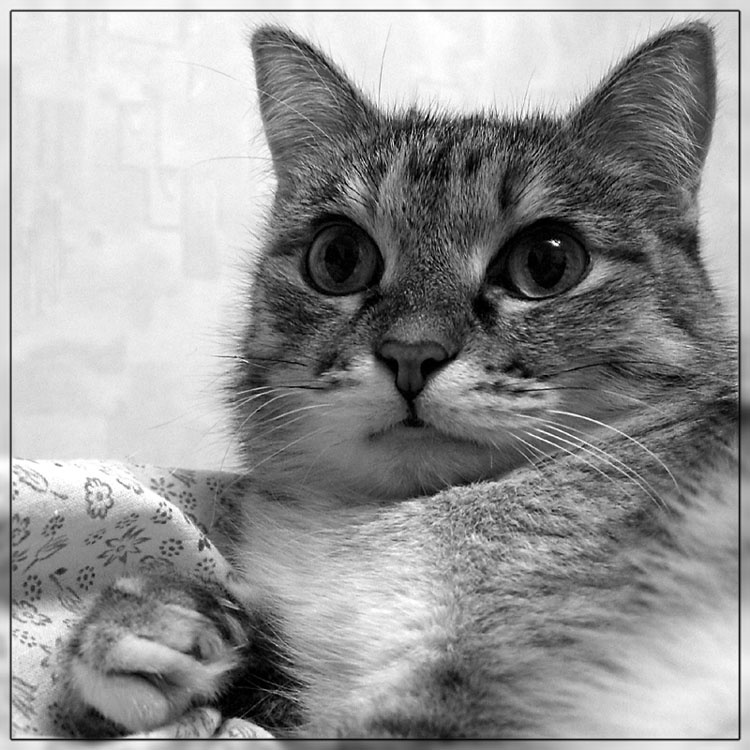 Растерялась Кошка портрет