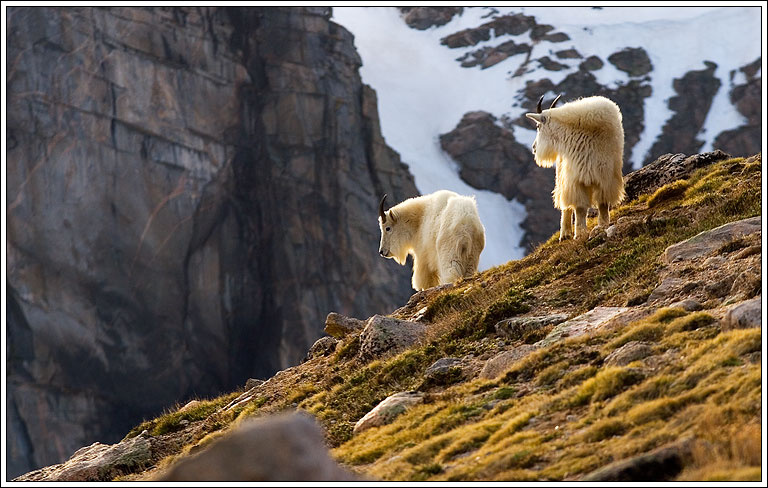 Mount Evans, Colorado козел козлы горные горы гора сша колорадо