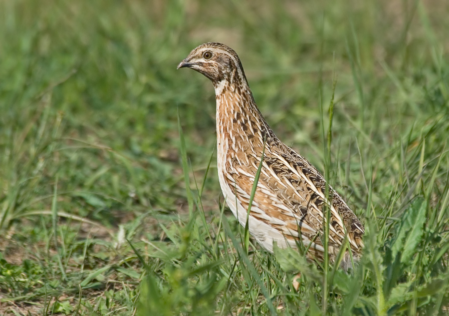 Явление Перепел, Quail, Coturnix