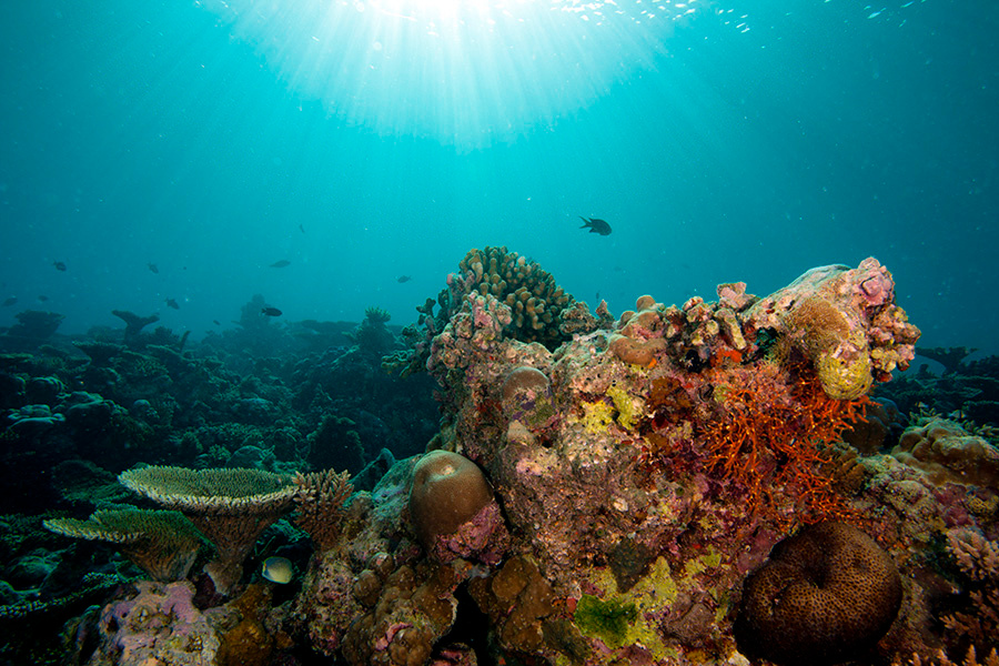 *** maldives, ocean, indian,