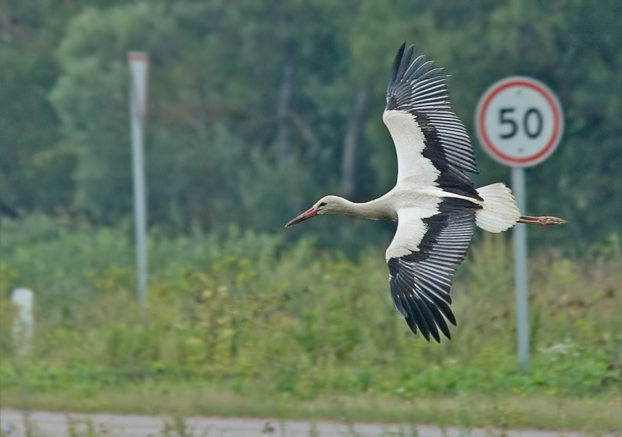 Замедленный Белый аист, White Stork, Ciconia, полет