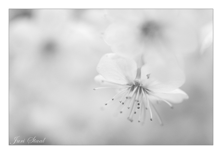  Ц В Е Т О Ч Н Ы Й . Э Т Ю Д . # 8 b/w 