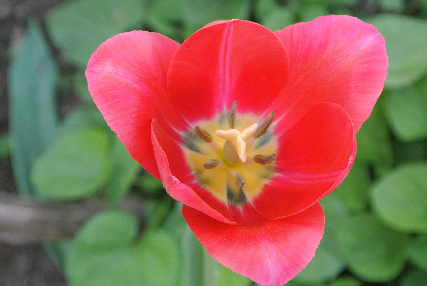 Весна природа