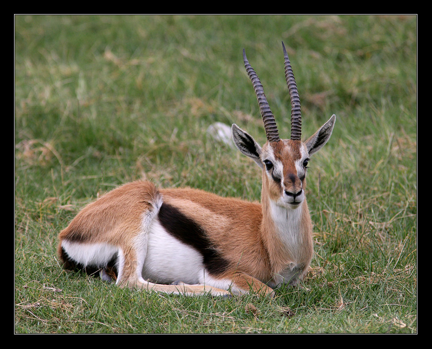 Thomson\'s gazelle 
