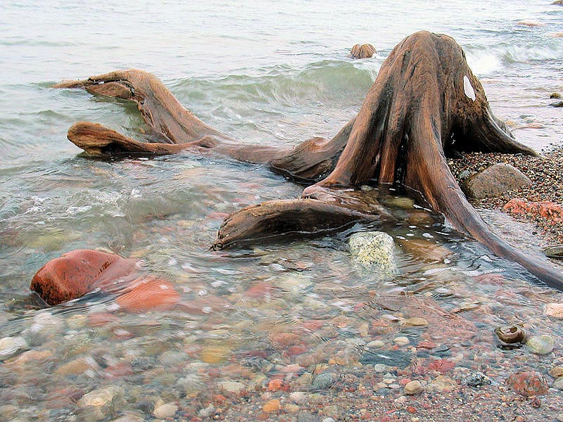 Осьминог Балтийское море Куршская коса